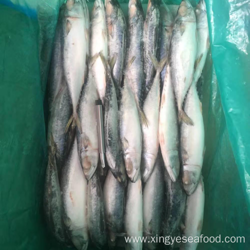 Frozen Fish Whole Round Mackerel 200-300